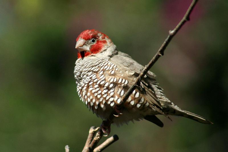 frieda 032.JPG - Lyk ek ie pragtig met my rooikoppie nie?